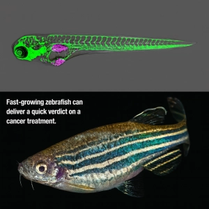 آیا ماهی‌ها می‌توانند مسیر درمان سرطان را تغییر دهند؟
