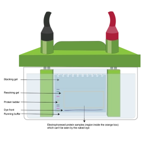 وسترن بلات چیست؟