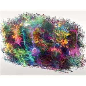 نقشه‌ای به وسعت مغز | بزرگ‌ترین بازسازی سه‌بعدی مغز پستانداران در جهان