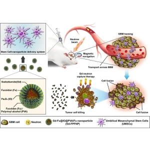 نانوفناوری در خدمت سلول‌های بنیادی