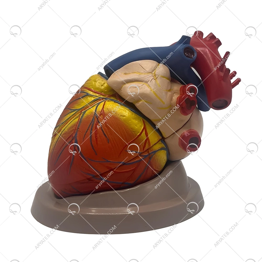 مولاژ قلب 6 قسمتی