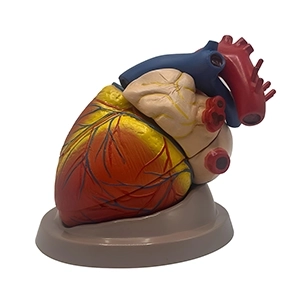 مولاژ قلب 6 قسمتی