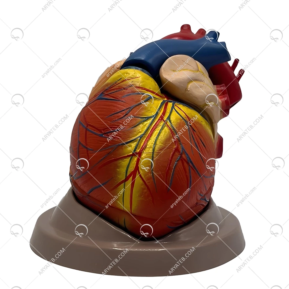 مولاژ قلب 6 قسمتی