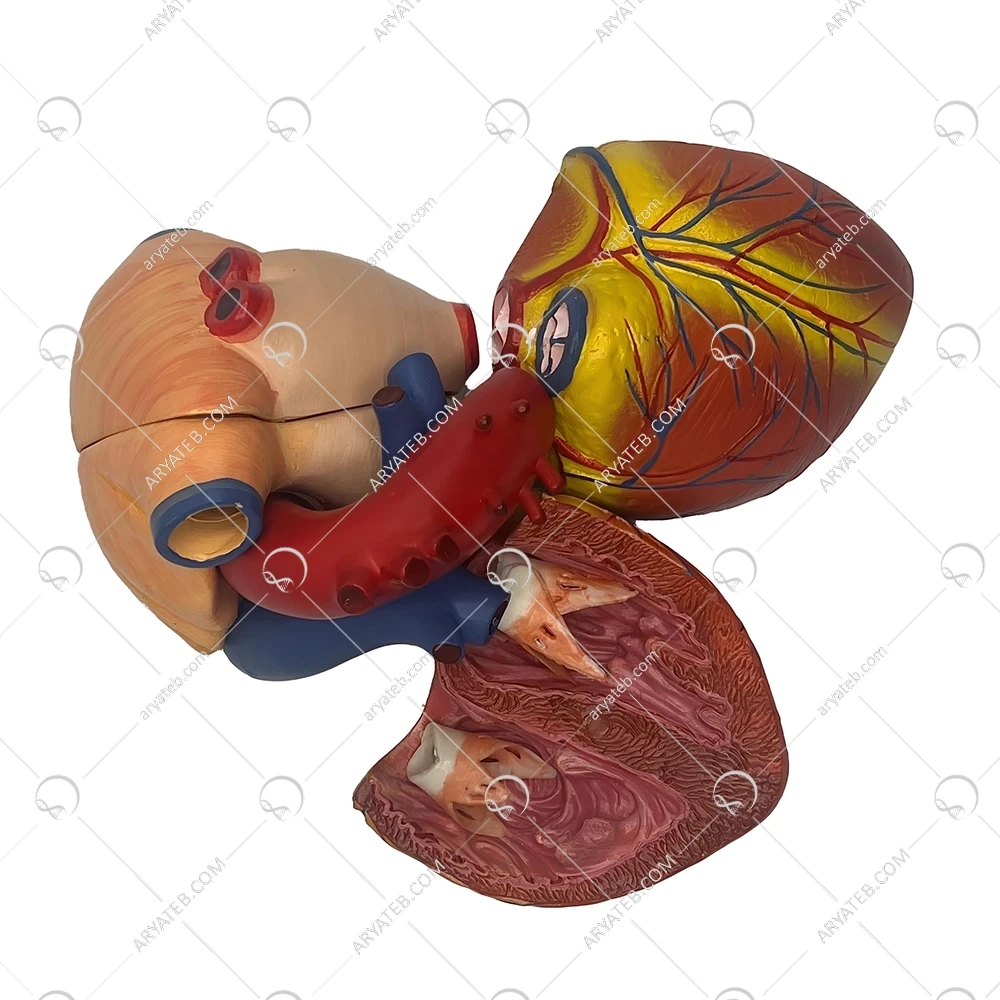 مولاژ قلب 6 قسمتی