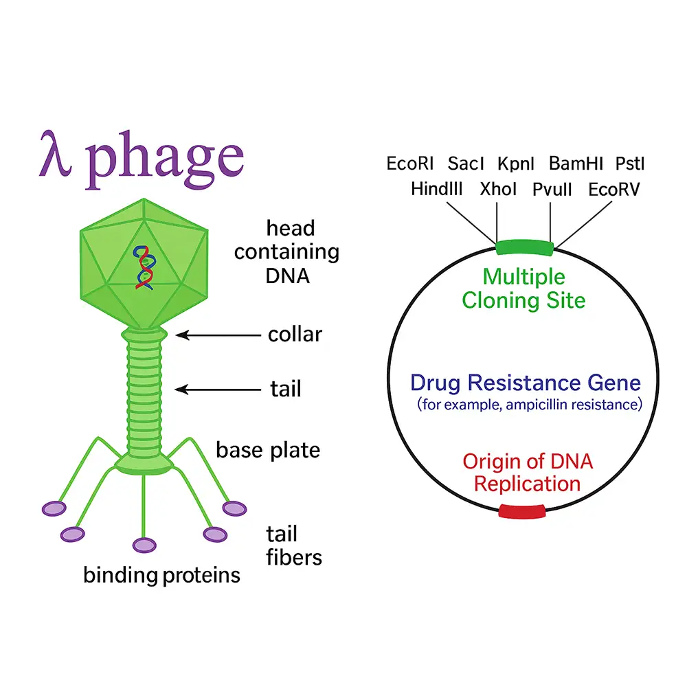 وکتور های کلونینگ Cloning Vectors