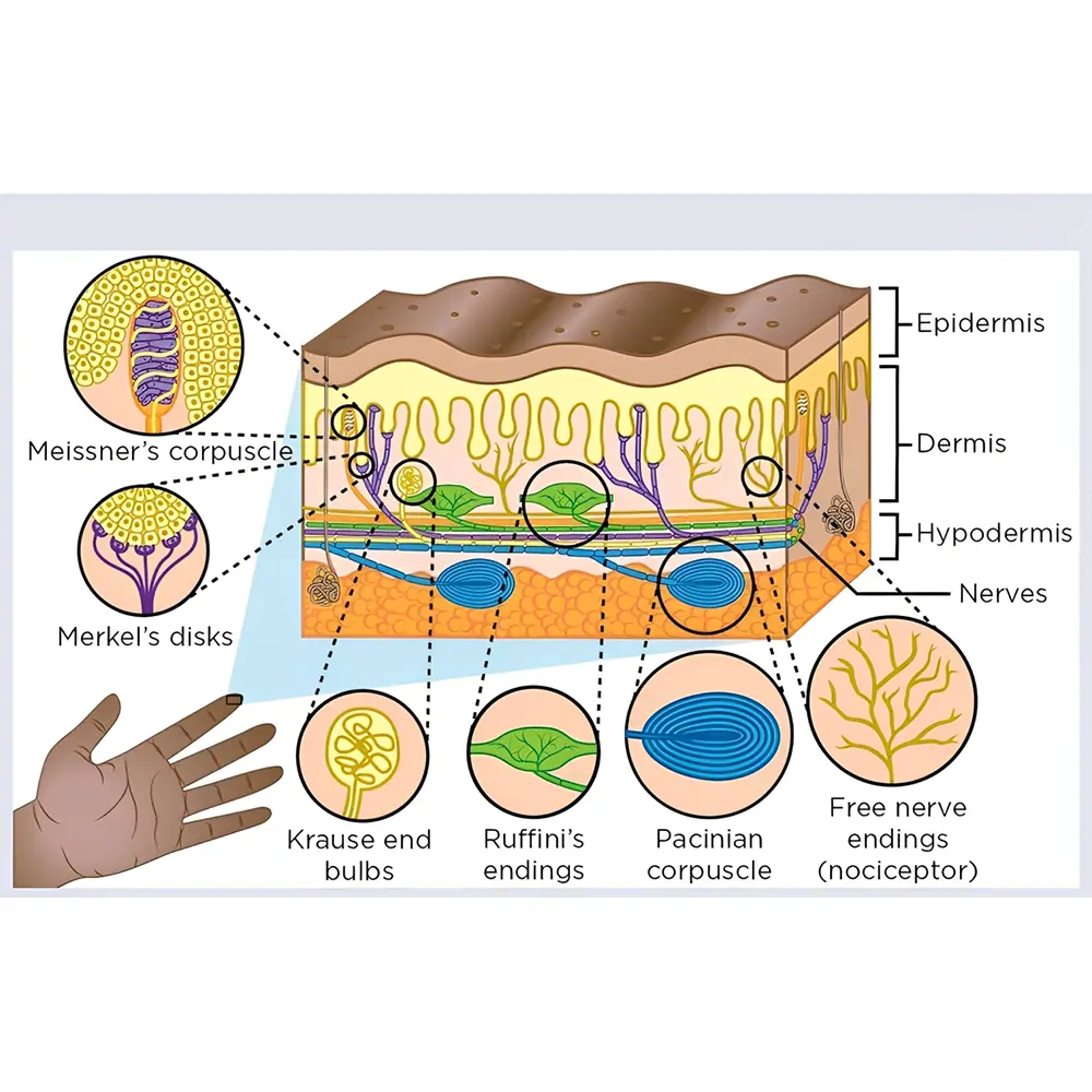 حس لامسه چیست