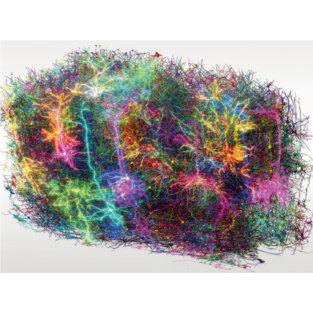 بزرگ‌ترین نقشه مغزیِ پستانداران تاکنون؛ کلیدی برای فهم اینکه چه چیزی ما را انسان می‌کند.