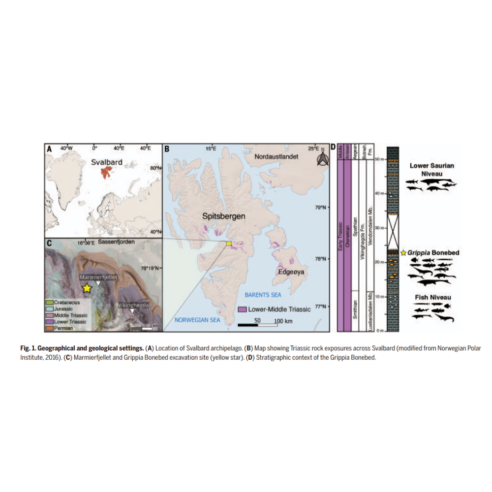 روبات‌های مغناطیسی پزشکی