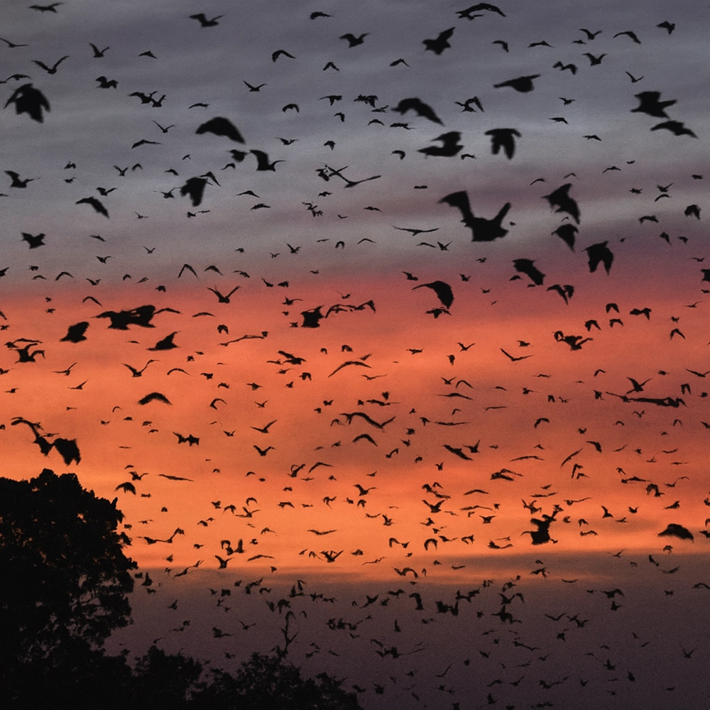 استراتژی‌ خفاش‌ ها برای پیمودن مسیرهای طولانی