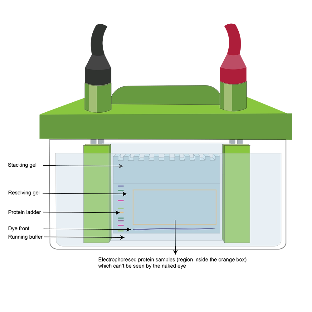 وسترن بلات چیست؟
