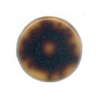 بایل اسکولین آزاید آگار Bile Esculin Azide