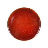 کمپیلوباکتر سلکتیو آگار Campylobacter selective agar