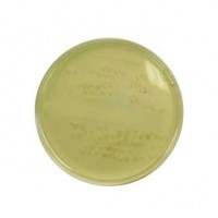 کلمبیا آگار Columbia agar