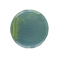 محیط کشت کینگ بی