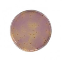 استرپتوکاس آگار KF Streptococcus Agar