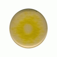 سودوموناس آگار اف Pseudomonas agar F
