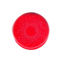 محیط کشت فنل رد آگار