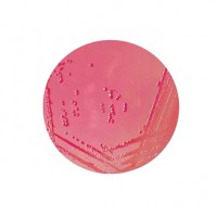 محیط کشت یرسینیا سلکتیو آگار