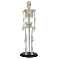 مولاژ اسکلت بدن انسان 1/4 اندازه طبیعی