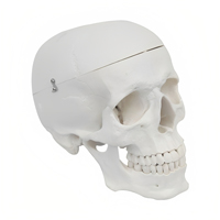 مولاژ جمجمه انسان اندازه طبیعی