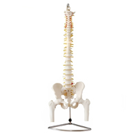 مولاژ اسکلت لگن خاصره و ستون فقرات ساده