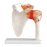 مولاژ مفصل کتف با لیگامنت