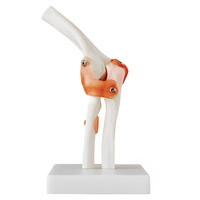 مولاژ مفصل آرنج با لیگامنت