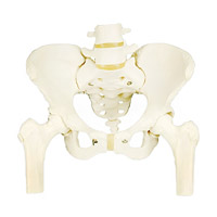 مولاژ اسکلت لگن خاصره با دو مهره تحتانی و استخوان ران