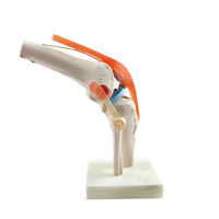 مولاژ مفصل زانو