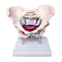 مولاژ اسکلت لگن خاصره زن با نمایش رحم