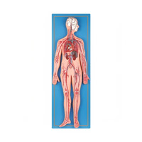 مولاژ سیستم گردش خون