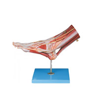 مولاژ عضلات مچ پا با عروق و اعصاب