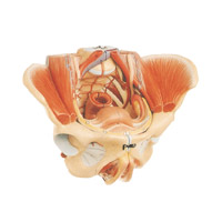 مولاژ لگن خاصره زن با نمایش رحم و ماهیچه ها