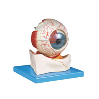 مولاژ کره چشم با نمایش استخوان