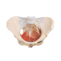 مولاژ اسکلت لگن زن با نمایش رباط