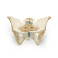 مولاژ اسکلت لگن خاصره زن