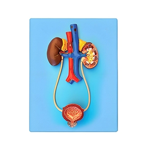 مولاژ سیستم ادراری تناسلی