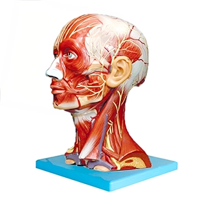 مولاژ عضلات سر و گردن ایستاده