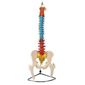 مولاژ اسکلت لگن و ستون فقرات رنگی