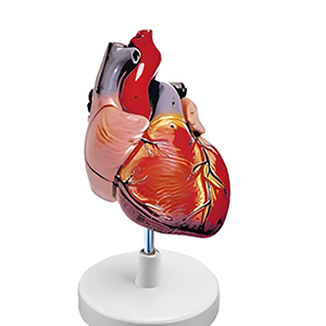 مولاژ قلب انسان با نمایش آئورت