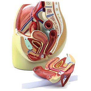 مولاژ لگن زن با نمایش رحم و ماهیچه