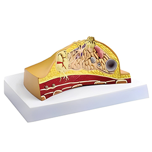 مولاژ برش مقطع سینه با نمایش غدد