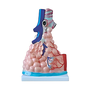 مولاژ لبول آلوئول ریه