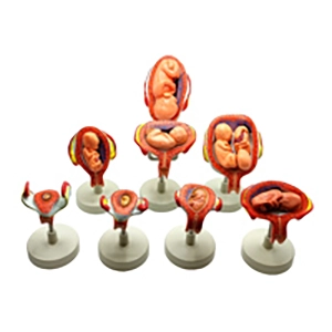 مولاژ تکامل جنین