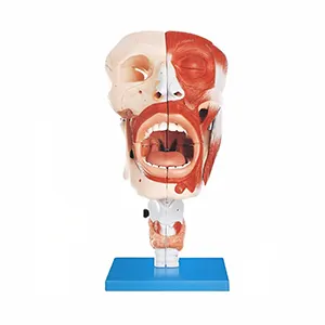 مولاژ سر و صورت با نمایش اجزای تنفسی