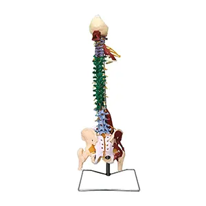 اسکلت لگن خاصره و ستون فقرات با نمایش عضلات