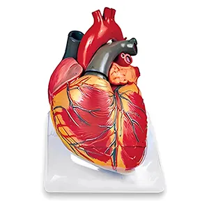 مولاژ قلب 3 قسمتی