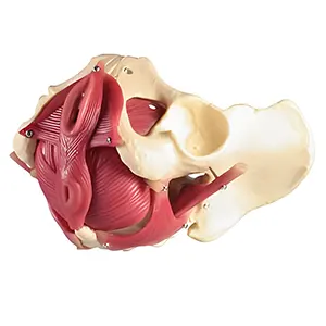 مولاژ آناتومی لگن استخوانی زن با ماهیچه های کف