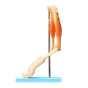 مولاژ بازو با لیگامنت