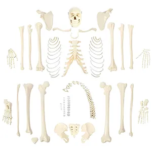 مولاژ اسکلت انسان مونتاژ نشده